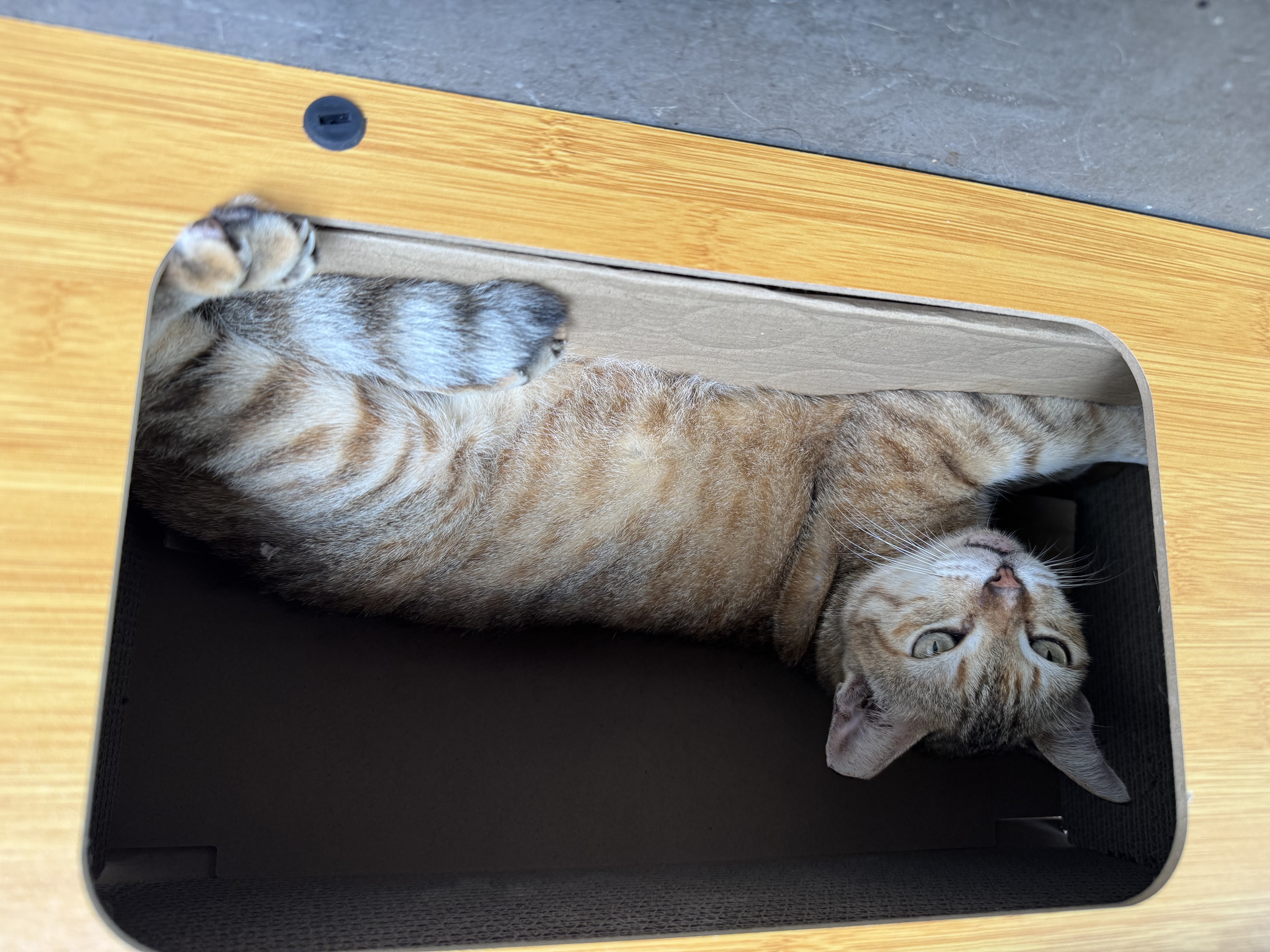 Volunteers sorting books